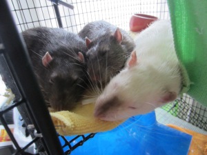 3 of my awesome rats, adopted from Pittsburgh Rat Lover's Club