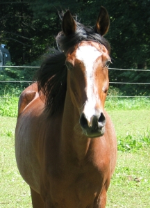 Grace- rescued by Ray of New World Riding from a bad situation, now an awesome riding horse